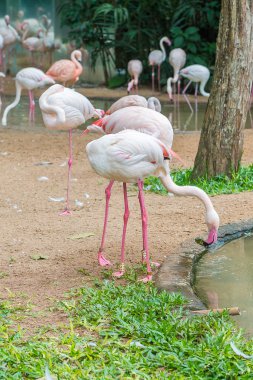 Flamingolar kuşun içinde onların çiftler ile