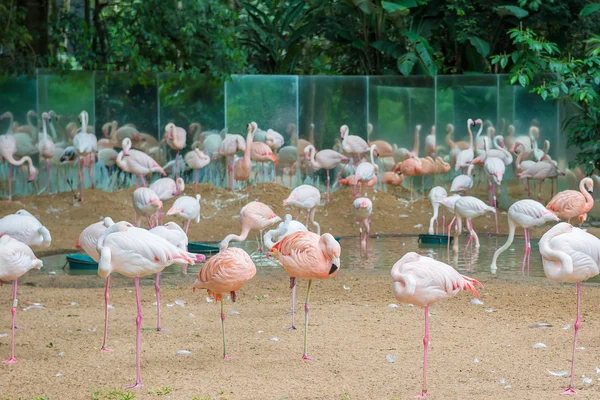 Фламинго Птичьем Парке Фос Игуаку Бразилии — стоковое фото