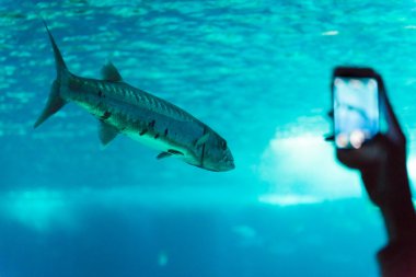 Barracuda Lisbon Oceanarium ana tankı