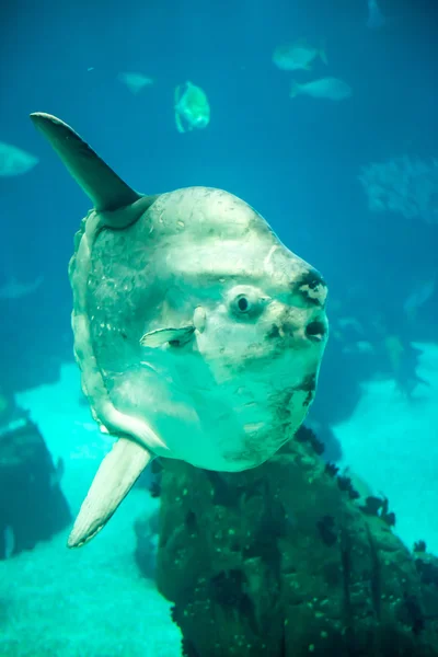 Crapet de l'océan de Lisbonne réservoir principal — Photo