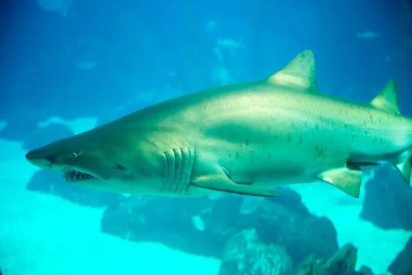 Haj från Lisbon Oceanarium huvudsakliga tanken — Stockfoto