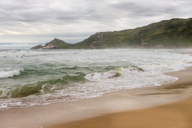 Florianopolis, Santa Catarina, Brezilya Beach'te köstebek. 