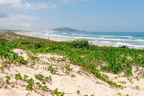 Playa de Campeche en Florianopolis, Santa Catarina, Brasil . — Foto de Stock