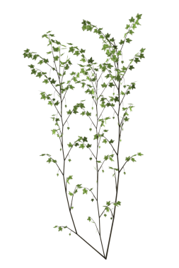 Yeşil sarmaşık rendeleyici