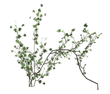 Yeşil sarmaşık rendeleyici