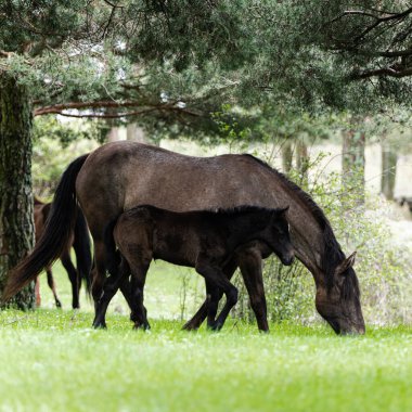 Yetişkin bir at yeşil otları huzur içinde yerken, yanında yavrusu yemek yemeden yürüyor. La Caada-Herradn de Pinares 'de (vila, Castilla y Len-Spain) ağaçlık bir alandadır.).