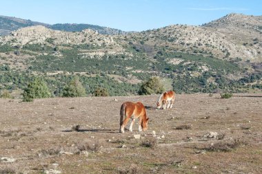 Barbante soyundan iki kahverengi ve beyaz at Avila-İspanya topraklarında huzur içinde ot yiyorlar..