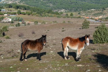 Farklı renklerde iki at kameraya tuhaf bir şekilde bakar. Castilla y Len-İspanya 'da büyük bir arazide durup izliyorlar.).