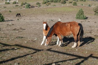 Bir tay tuhaf bir şekilde anne tarafından dışarı bakar. Onu koruyan ve kaçmalarını engelleyen çitin gölgesi tarlada görülebilir. Anne ot yer. Soğuk kış sabahı
