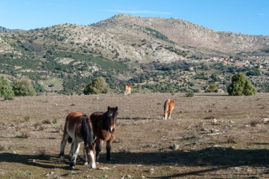 Birkaç at bulundukları yerde otlak arıyor. Dağılmış durumdalar, her biri kendi işini yapıyor. Atlardan ikisi kameraya yakın ve biri dik dik bakıyor. İspanya, Avila 'da sabah ışığı.
