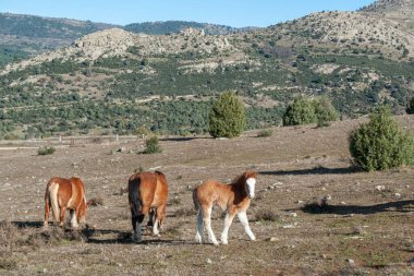 Güzel bir tay ailesinin yanında Avila 'da (Castilla y Leon - İspanya) yürümektedir. Küçük hayvan merakla kameraya bakar. Arka planda büyük bir dağ var.