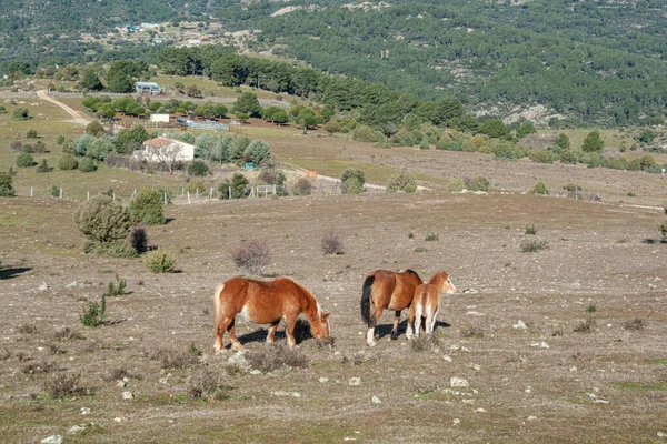 Bir at ailesi yollarına çıkan otları yerken tarlada yürüyor. Arka planda daha yeşil otlaklar görülebilir. Avila-İspanya topraklarında kış mevsimi..