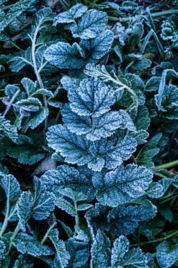 Sonbahar yabani bitkileri, güzel şekilli yaprakları var. Dün geceki soğuktan donmuşlar..