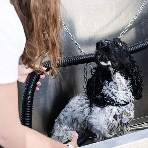 Köpek, banyo yaptıktan sonra sahibini saç kurutma makinesiyle kuruturken ona bakıyor. Kare resim