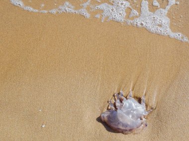 Bir denizanası ince bir kumsalın kumsalında mahsur kalmış. Geri çekilen su, hayvanın bacakları şeklinde izler bıraktı. Küçük bir köpük oluşturan kristal berraklığında tuzlu su görülebilir.