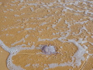 Bir denizanası denizin kristal berrak sularında. Su kıyıya ulaşıyor ve narin bir köpük oluşturuyor. Dalgalar, şeffaf denizanalarını kıyıya sürüklemiş gibi görünüyor çünkü çoktan ölmüş.