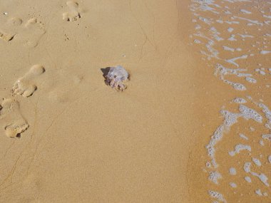 Bir denizanası kumsalda denizin kıyısında mahsur kaldı. Yoldan geçen biri üzerine basmaktan kaçındı, üzerine basmamak için ayak izlerini kumun üzerinde bıraktı. Diğer tarafta.