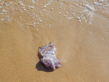 Bir denizanası bir dalga tarafından kıyıya vurdu. Dalganın kalıntıları tamamen berrak suyu ve biraz beyaz köpükle görülebilir. Güneş ışınları neredeyse tam onun üzerindedir, ince ve temiz kumun üzerine küçük bir gölge bırakır. 