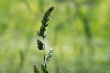 Dactylis glomerata, Avrupa 'da yetişen ve bitki olarak çok önemli bir bitki. Sonbaharda iyi yetişir ve donana kadar yeşil ve verimli kalır..