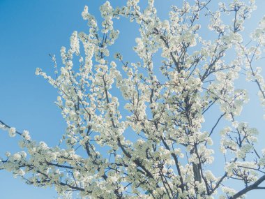 Erik ağacı çiçek açtı. Uzun siyah uçlu çitleri olan bir sürü beyaz çiçekleri vardır. Romantik olarak düzenlenmiş yatay resim