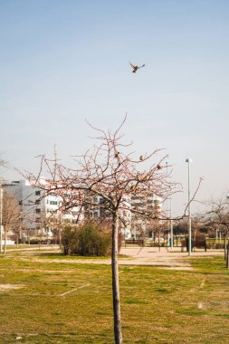 Güneşli bir kış sabahında küçük yapraksız bir ağaca tünemiş küçük kuşlar. Halka açık bir parktalar. Dikey resim