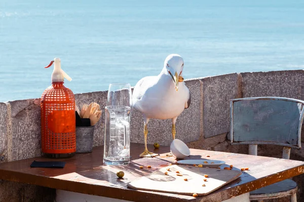 Bir martı kızarmış mısırı tutmaya çabalıyor ve düşürmek üzere. Fındık gagasının bir tarafından sarkıyor. Garsonun henüz temizlemediği bir bardaki masadan almış..