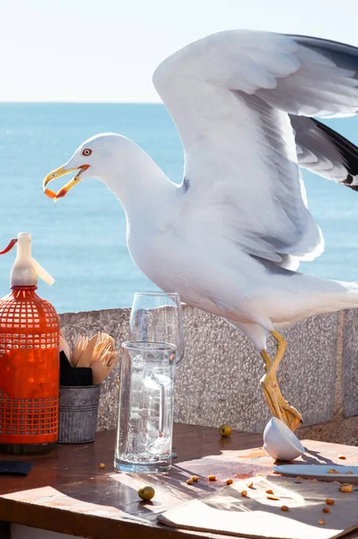 Bir martı, bardaki bir masadan kızarmış mısır almış. Kuş gagasının ucunda ödülüyle uçar. Onun içinden deniz de görülebilir.