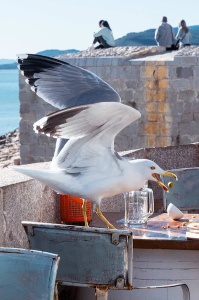 Zeytin yakalayan bir martının dikey görüntüsü. Gagası açık ve havada zeytin görülebiliyor. Sıvıyı havada tutabildiği yerde bırakıyor. Martı ahşap bir masaya tünemiş, yüksek kaliteli metal sandalyeleri var..