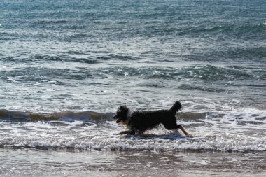 Bir Border Collie köpeği denizden Alcossebre sahiline (Alcal de Xivert-Castelln de la Plana).