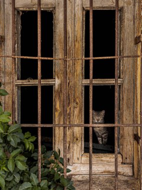 Camsız pencereden bakan bir kedi. Tahtadan pencere. Dışarıda, sol tarafta büyük yeşil bir bitki var. Kedi merakla kameraya bakar.