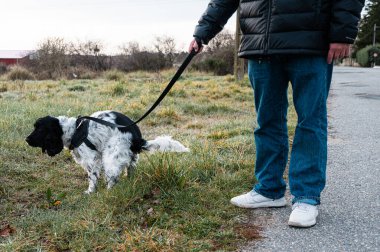Cocker Spaniels 'in sahibi, köpeğinin tasmasını vahşi bitkilerin olduğu bir yere sıçarken tutuyor. Köpek işini yaparken kameraya bakar..
