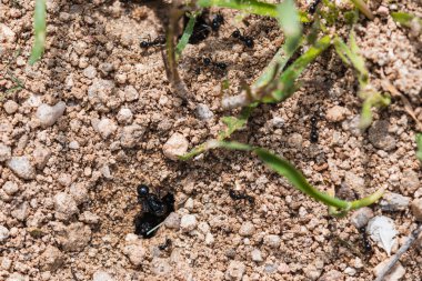 Karıncaların girip çıktığı bir Ant Tepesi kileri doldurmak için yemek topluyor..