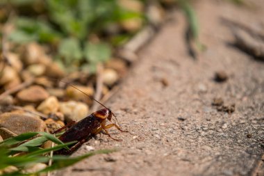 Kızıl bir Amerikan hamamböceği daha güvenli bir yer bulmak için sokağa kaçmak üzere. Güpegündüz.