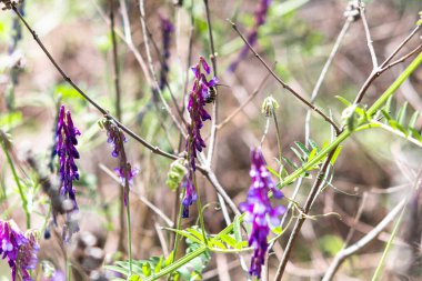 Arı, Vicia Cracca adındaki yabani mor tırmanma bitkisinden nektar topluyor. Güneşli bir bahar sabahı dikey olarak topluyor..