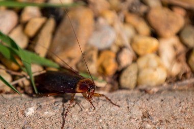 Amerikan hamamböceği (periplaneta americana) 5 santimetreye kadar ulaşabilen en büyük türdür. Renkleri kırmızımsı. Erkeklerde, kanatlar vücudun ötesine uzanabilir..