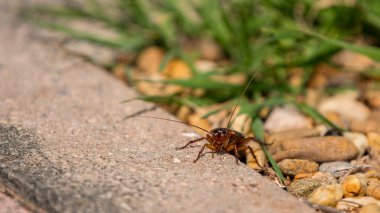 Amerikan hamamböceği kameraya küstahça bakıyor, arka ayaklarından birini uçmak için kanatlarını çırpmak ya da koşmak amacıyla kaldırıyor. Sokakta, güneşin altında. Boşluğu Kopyala