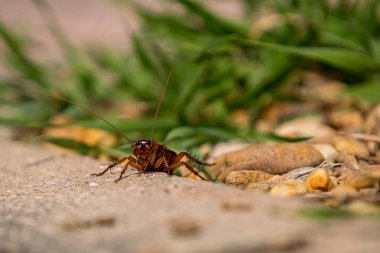 Sokakta böcek var. Bu bir Amerikan hamamböceği. Fotoğraf yatay ve böcek ön taraftan görülüyor..