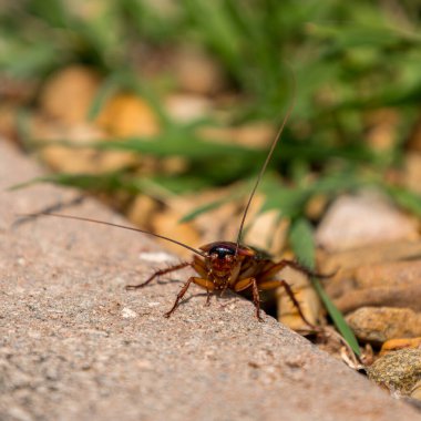 Bir Amerikan hamamböceğinin yüzü, kaldırımda yayaların yolunda duran bir hamamböceği. Vahşi bitkiler var.