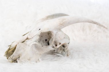 Keçi kafası kemik parçaları beyaz yün bir battaniyede. Stüdyo ışıkları