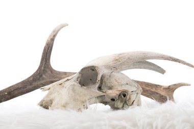 geri kalan vahşi hayvan kemikleri