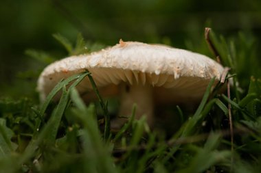 Ormanda mantar. (Makro)