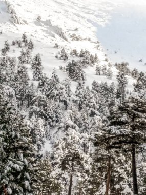 Çam ağaçları bir dağın üzerine dağılmış. Kar yağdı ve çam ağaçları karla çok güzel görünüyor. Görüntü size Noel 'i, kışı ya da kayak gibi dağ sporlarını düşündürüyor..