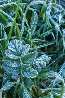 Bir kış gecesinde, parktaki buzlu yeşil bitkilerin dikey görüntüsü..