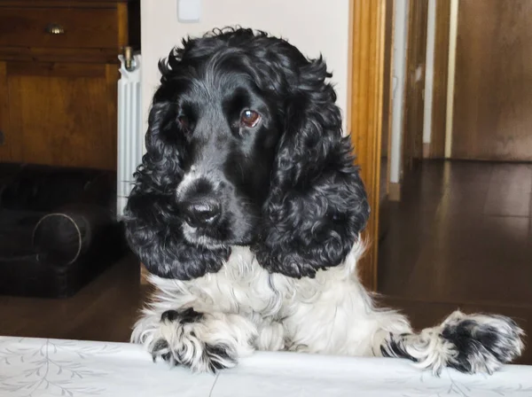 Cocker Spaniels 'in portresi. Evdeki yemek masasına yaslanıp yan tarafa bakıyor..