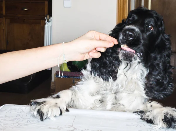 Cocker Spaniels köpeğinin sahibi ona ekmek verdi. Köpek masaya yaslanıyor ve ona yemek veren kol ve eli görebiliyorsunuz. Ev görüntüsü