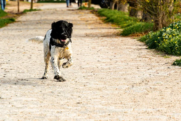 Taş yolda yürüyen bir Cocker Spaniels. Koştuktan sonra çok sıcak olduğu için dilini çıkarmış..