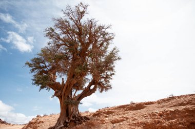 Argan ağacı (Argania Spinosa), Argan petrolünün özellikle kozmetik ve vücut ürünleri için çıkarıldığı Fas bölgesinde tipik bir meyve ağacıdır. Boşluğu Kopyala