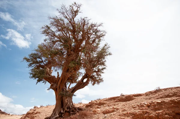 Argan ağacı (Argania Spinosa), Argan petrolünün özellikle kozmetik ve vücut ürünleri için çıkarıldığı Fas bölgesinde tipik bir meyve ağacıdır. Boşluğu Kopyala