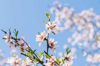 Badem çiçekleri açık mavi gökyüzüne karşı duruyor, tazeliği ve bahar atmosferini vurguluyor..