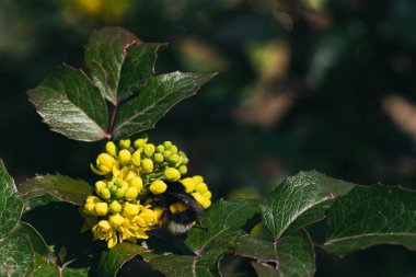 Badem ağacı çiçeklerinden nektar toplayan bir arıya yakın çekim, tozlaşma ve bahar ekolojisini gösteriyor.